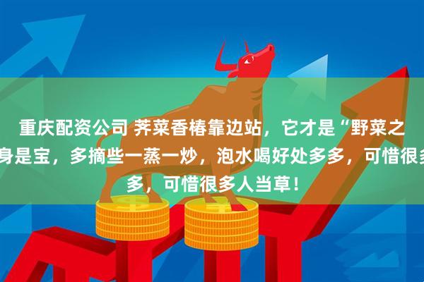 重庆配资公司 荠菜香椿靠边站，它才是“野菜之王”！全身是宝，多摘些一蒸一炒，泡水喝好处多多，可惜很多人当草！