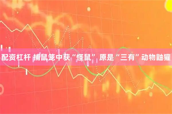 配资杠杆 捕鼠笼中获“怪鼠” 原是“三有”动物鼬獾