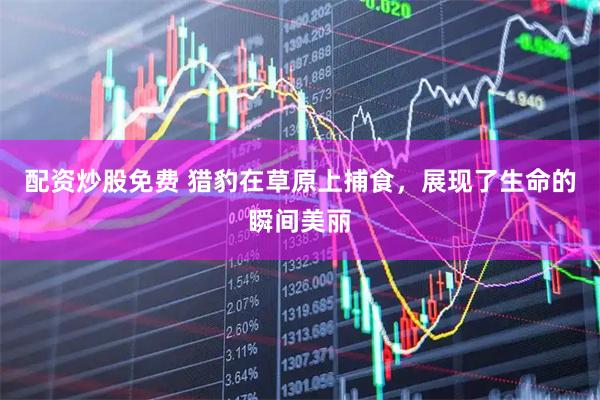 配资炒股免费 猎豹在草原上捕食，展现了生命的瞬间美丽